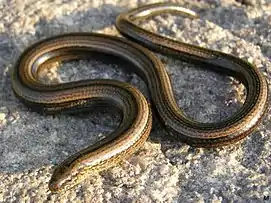 Ovoviviparity: slowworm gives birth to live young, after retaining the eggs inside her body