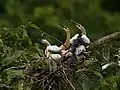 Juveniles with white plumage