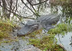 Image 15Alligator in the Florida Everglades (from Geography of Florida)