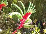 Red and green kangaroo paw