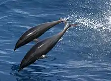 Gray dolphins