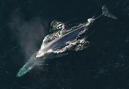 Balaenoptera, Balaenopteridae