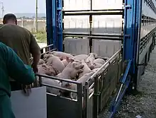 Image 36Pigs being loaded into their transport (from Livestock)