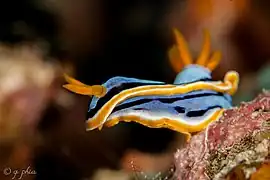 Chromodoris annae in Wakatobi National Park, Sulawesi, 2018