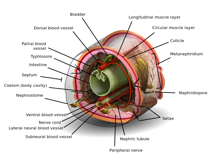 Image 4Annelid diagramDiagram: K.D. SchroederA cross section of a post-clitellum segment of an annelid (ringed worm); almost all segments of an annelid contain the same set of organs and parts, a pattern called metamerism. Annelids have no lungs, but rather exchange carbon dioxide and oxygen directly through the moist skin when blood reaches the extremely fine capillaries of the body walls; a dry worm cannot breathe and will die of suffocation. The worm's red blood, which does not consist of platelets or red cells but mostly of a liquid containing suspended hemoglobin, makes a circuit up and down the animal in its closed circulatory systems.More selected pictures