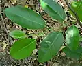 Leaves