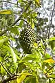 Soursop (A. muricata)