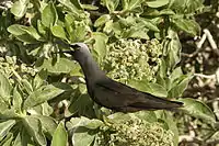 Image 31Black noddy calling at colony (from Funafuti Conservation Area)