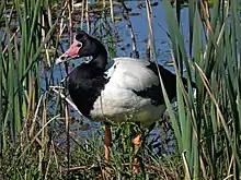 Magpie goose - Anseranus semipalmata