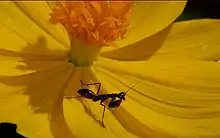 Some mantis nymphs mimic ants to avoid predators.