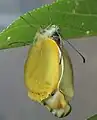 Female extending wings after hatching