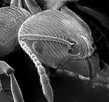 Image 12The head of an ant: Chitin reinforced with sclerotisation (from Arthropod exoskeleton)