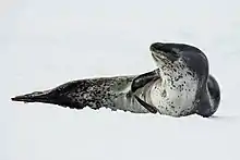 Image 5Leopard sealPhotograph: Godot13The leopard seal (Hydrurga leptonyx), also known as the sea leopard, is the second largest species of seal in the Antarctic, after the southern elephant seal. Its only natural predators are the killer whale and possibly the elephant seal. It feeds on a wide range of prey including cephalopods, other pinnipeds, krill, birds and fish. Together with the Ross seal, the crabeater seal and the Weddell seal, it is part of the tribe of lobodontini seals.This image shows a leopard seal in the Antarctic Sound in 2016. See also the same seal yawning.More selected pictures