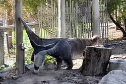 Anteater