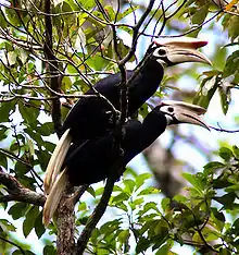 Two Hornbills