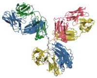 Model of an antibody showing beta strands