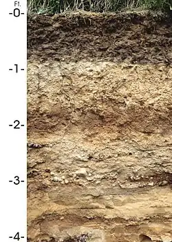 Antigo Silt Loam, the state soil of Wisconsin