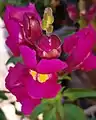 Antirrhinum majus flower