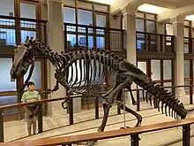 The Antrodemus skeleton on display at Princeton's Department of Geosciences in Guyot Hall