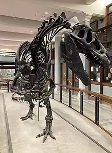 The Antrodemus skeleton on display at Princeton's Department of Geosciences in Guyot Hall