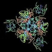 apartate carbamoyltransferase