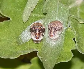 Pupa