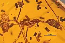 An Aphaenogaster amphioceanica preserved in amber