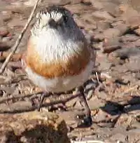 Frontal view of chestnut-breasted whiteface