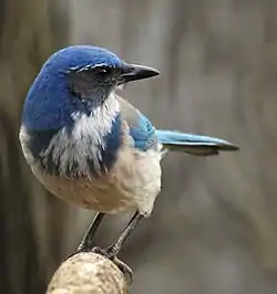 California scrub-jay