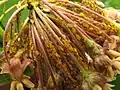 Colony on Asclepias syriaca inflorescence