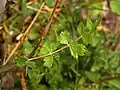 Leaves of Peucedanum cervaria