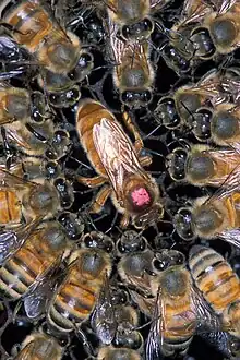 European queen honey bee marked with a paint spot surrounded by Africanised honeybees