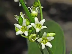 Close-up on flowers