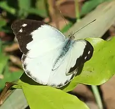 Dorsal view