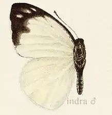 Dorsal view