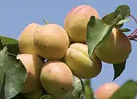 Cluster of pale yellow pinkish medium-sized fruit with green leaves against a clear blue sky