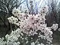 Apricot flowers in the village of Benhama, Kashmir