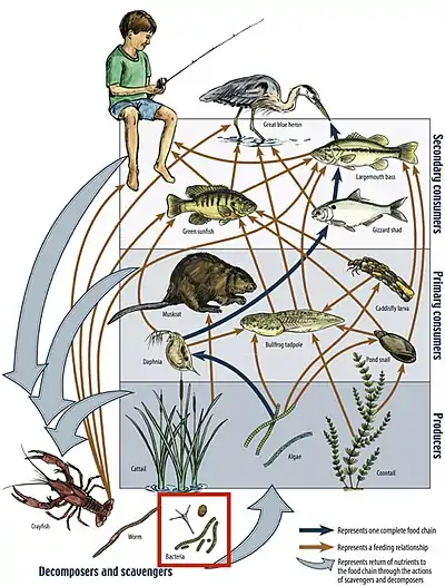 Image 19Example of a river food web. Bacteria can be seen in the red box at the bottom. Bacteria (and other decomposers, like worms) decompose and recycle nutrients back to the habitat, which is shown by the light blue arrows. Without bacteria, the rest of the food web would starve, because there would not be enough nutrients for the animals higher up in the food web. The dark orange arrows show how some animals consume others in the food web. For example, lobsters may be eaten by humans. The dark blue arrows represent one complete food chain, beginning with the consumption of algae by the water flea, Daphnia, which is consumed by a small fish, which is consumed by a larger fish, which is at the end consumed by the great blue heron. (from River ecosystem)