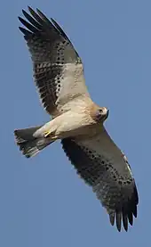 Booted eagle