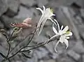 Aquilegia pubescens bud & flowers