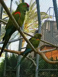 2009 Category Winner, Completed Buildings, Display: Cages for Macaws in the Palm Grove of Barcelona Zoo, Spain, Barcelonaby Batlle & Roig Architects