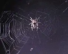 European garden spiders were the first spiders in space, aboard Skylab 3