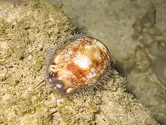 Mauritia arabica in situ