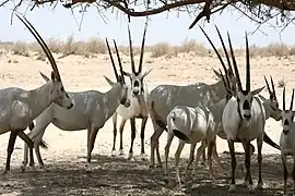 Antelope Ranch, Yotvata Hai-Bar Nature Reserve, Israel