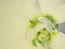 AGAMOUS mutation resulting in a double-flowered Arabidopsis