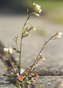 The Thale Cress (Arabidopsis thaliana) is regulated by blue to UV light