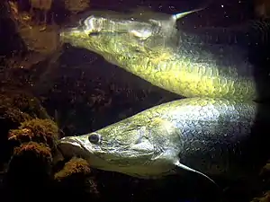 Image 2Arapaima gigas (from Agriculture in Guyana)