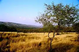 The region surrounding Aravalli hills near Ranthambore, Rajasthan, India.