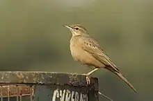 Long-billed Pipit