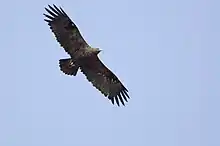 Steppe Eagle